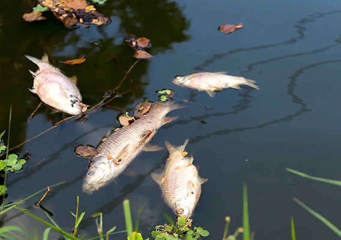 Massive fish kill in Phalguni river sparks outrage - News Karnataka
