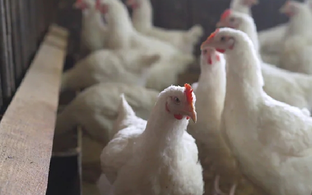 Australia's First H5N1 Bird Flu Case: Global Pandemic Preparedness? - News Karnataka