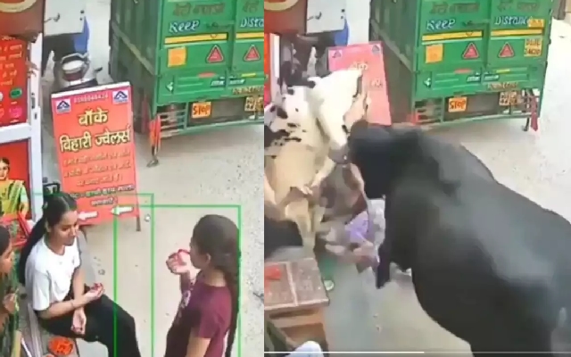 Viral video shows girls getting injured in a cow fight in Delhi - News Karnataka