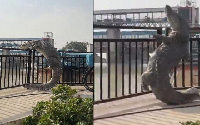 10-Foot Crocodile Tries To Climb Railing In Uttar Pradesh : Video - News Karnataka