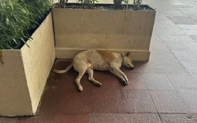 Ratan Tata's Instructions Allow Street Dog Nap at Taj Mahal Hotel Gate - News Karnataka