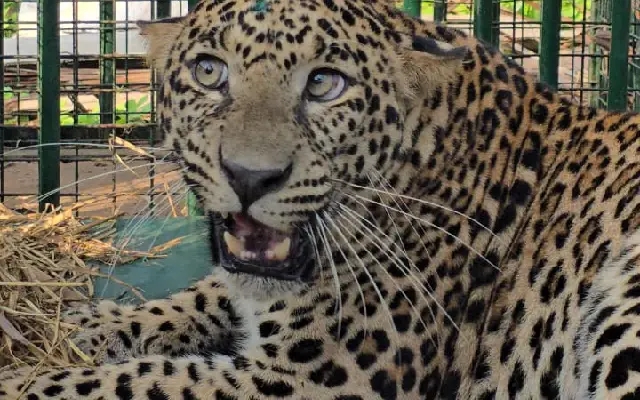 Nanjangud: Forest Department Captures Elusive Leopard - News Karnataka