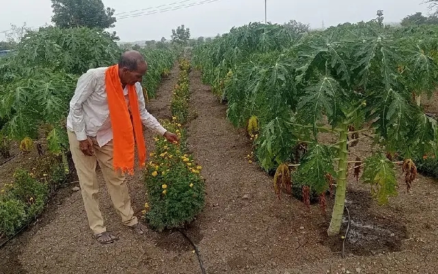 Bidar Farmer Achieves Success with Mixed Cropping - News Karnataka