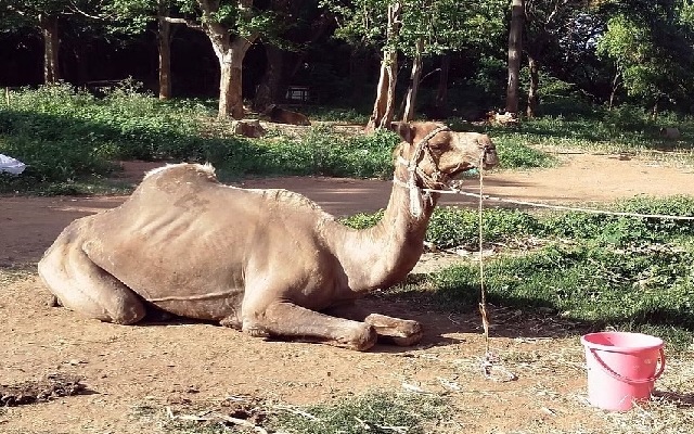 Public Rescues Suspiciously Taken Camel in Hoskote on Eid-ul-Adha - News Karnataka