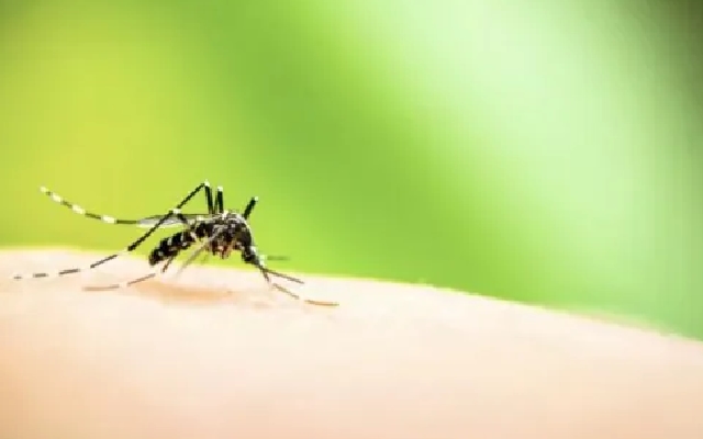 Climate Change Spurs Surge in European Mosquito-Borne Diseases - News Karnataka