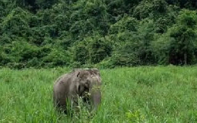 Puttur Residents Gripped by Fear as Rampaging Elephants Wreak Havoc - News Karnataka