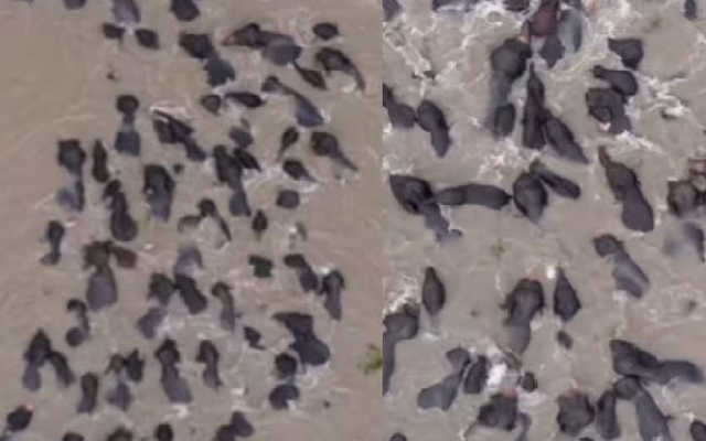 Assam Elephants Navigate Flooded Brahmaputra, Video Goes Viral - News Karnataka