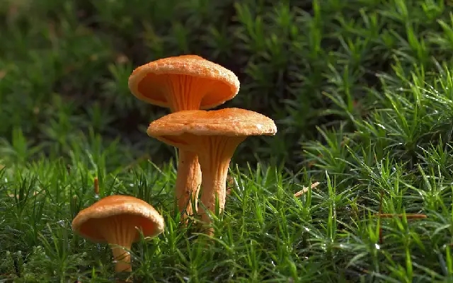 Udupi: Trio Fall Ill After Eating Wild Mushrooms, Saved by Quick Action - News Karnataka