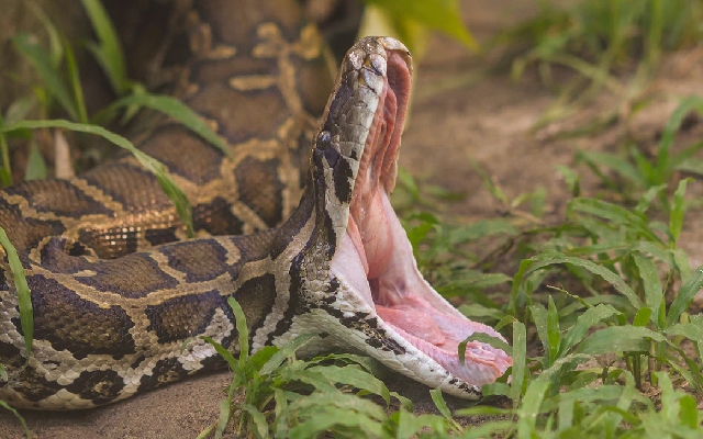 Missing Indonesian woman found dead inside python after three days - News Karnataka