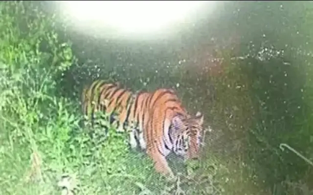 Tiger Sighting near Human Habitats in Mysuru: Forest Department Vigil - News Karnataka
