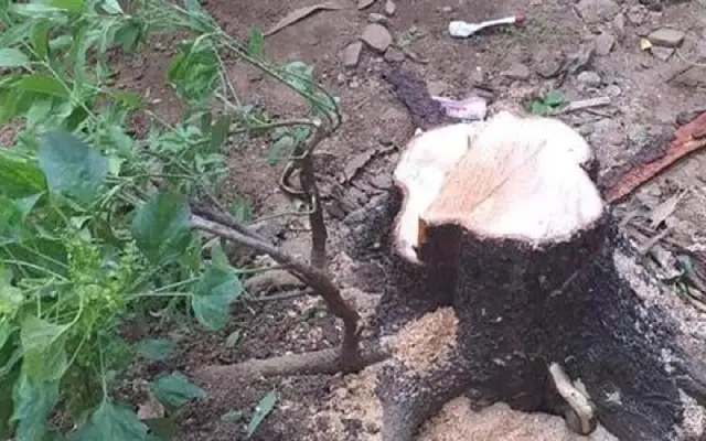 Sandalwood Theft Foiled: Forest Officials Open Fire, Injure One Smuggler - News Karnataka