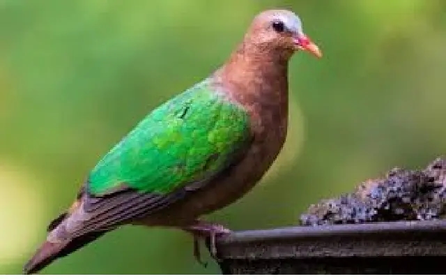 Bantwal Couple Leads Bird Conservation with ‘Gubbachi Goodu' - News Karnataka