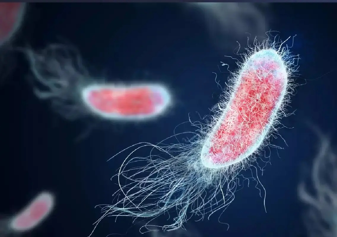 Kerala Reports Fourth Case of Brain-Eating Amoeba Infection in Two Months - News Karnataka