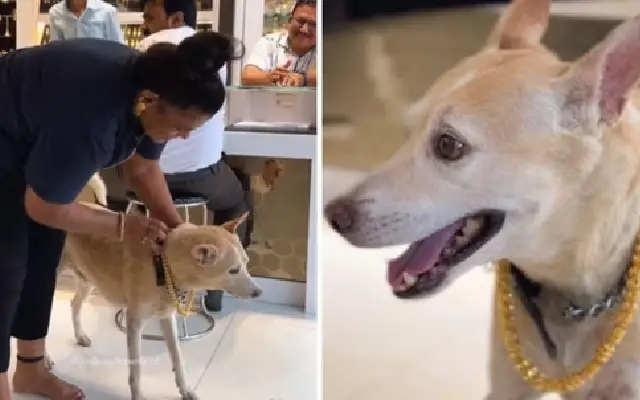 Mumbai Woman Buys ₹2.5 Lakh Gold Chain for Her Beloved Pet Dog - News Karnataka