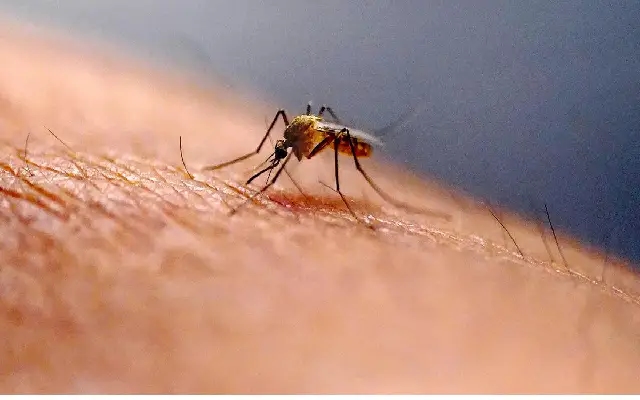 Suspected Zika Virus Case in Shivamogga: Elderly Person's Death - News Karnataka