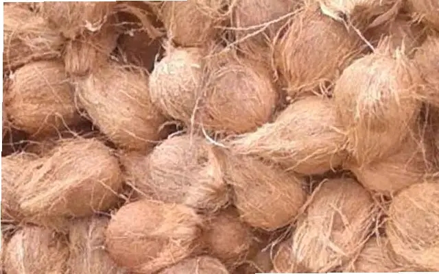 Saturday's Areca and Coconut Prices in Mangaluru - News Karnataka