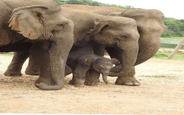 Joyful Arrival: Rita the Elephant Gives Birth to a Healthy Baby Boy at BBP - News Karnataka