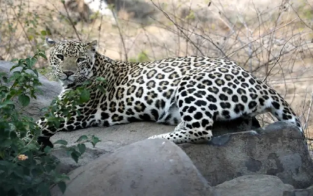 Villagers Kill Leopard in Raichur District After It Injures Four - News Karnataka