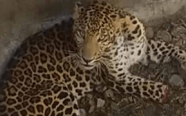 Minister Calls for Probe into Leopard Killing Amid Villager Outcry - News Karnataka