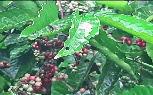 Coffee Board of India Unites Stakeholders to Promote Indian Coffee Brand - News Karnataka