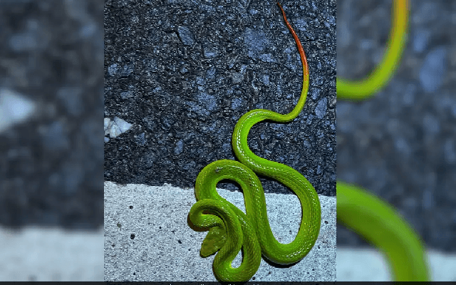 "Real-life Harry Potter Snake" Found In Assam, Himanta Sarma Shares Pics - News Karnataka