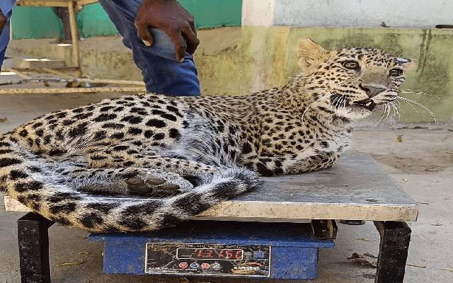 Bannerghatta Biological Park Vet Team Saves Leopard with Rare Surgery - News Karnataka