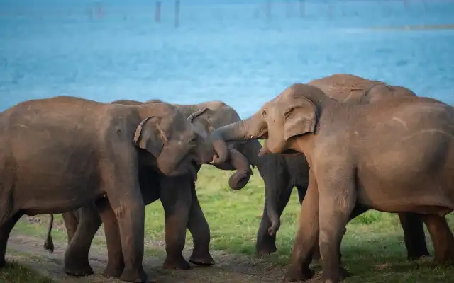 Bengaluru: Elephants Kill 3 in a Week in Bannerghatta National Park - News Karnataka