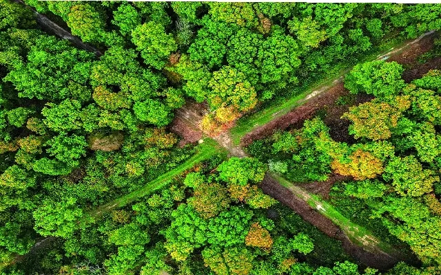 Bengaluru Urban District Faces Forest Land Encroachment Crisis - News Karnataka