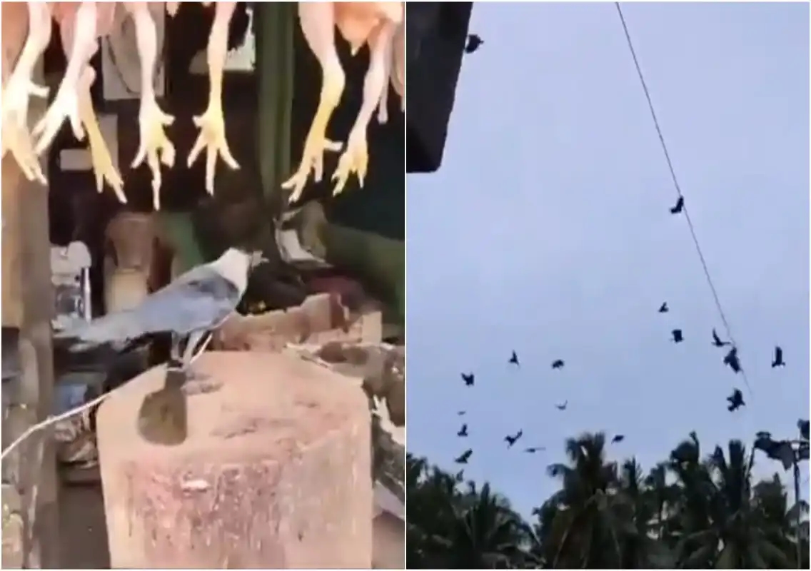 Chicken Shop Owner Ties Crow, Frees It After Hundreds of Crows Gather in Protest - News Karnataka