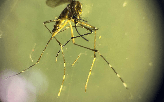 Chandipura Virus Outbreak Claims 15 Children in Gujarat, 29 Cases Reported - News Karnataka
