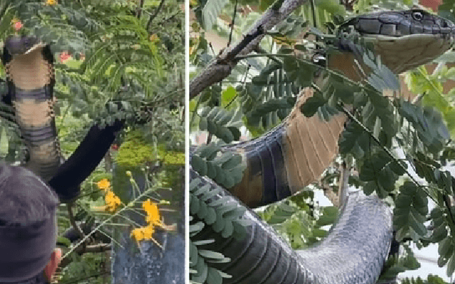 Watch :12-foot King Cobra Rescued and Released in Agumbe Forest - News Karnataka