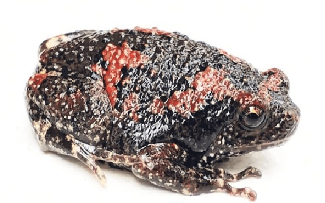 Rare Frog Species Found in Basrur , Kundapur - News Karnataka