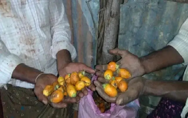 Cases Registered Against Arecanut Buyers for Rs 2 Crore Fraud - News Karnataka