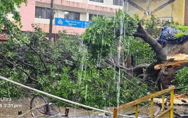 Mango Tree Falls, Crushes Autorickshaw in Karkala - News Karnataka