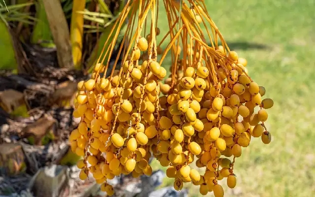 Arecanut Growers Affected by Yellow Disease, MP Brijesh Chowta Urges Action - News Karnataka