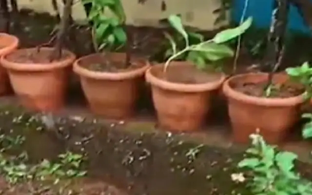 Discover the Green Wonders at Ramanabaile Government School in Sirsi Taluk - News Karnataka