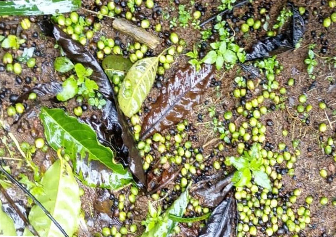 Heavy Rains Devastate Coffee Farms in Karnataka, Impacting Hundreds of Growers - News Karnataka