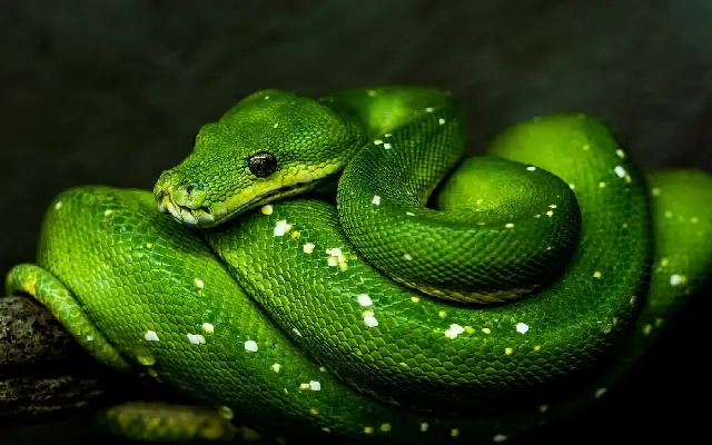 Python Found in School Waste Bin: A Shock for Staff - News Karnataka