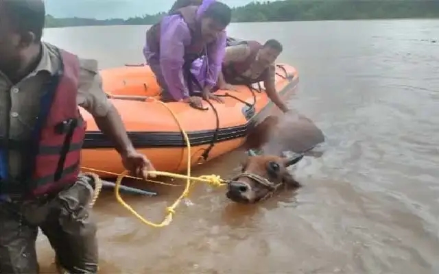 Cow Rescued from Netravati River by Home Guard Team - News Karnataka