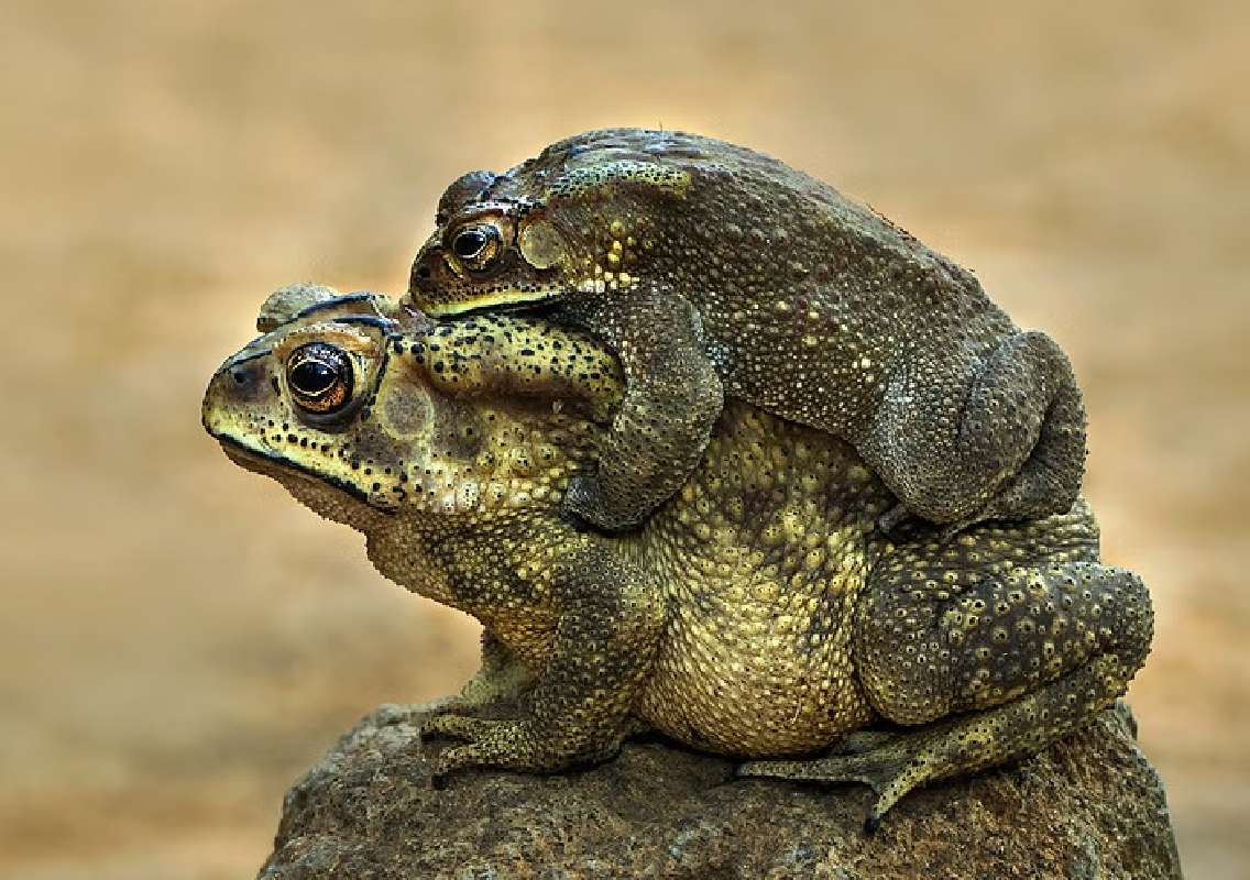 Byadagi Photographer Wins Global Honor for Wildlife - News Karnataka