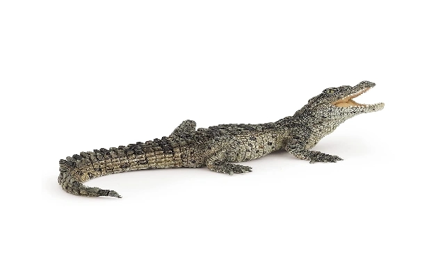 Crocodile Found in Well Sparks Alarm in Nagoor - News Karnataka