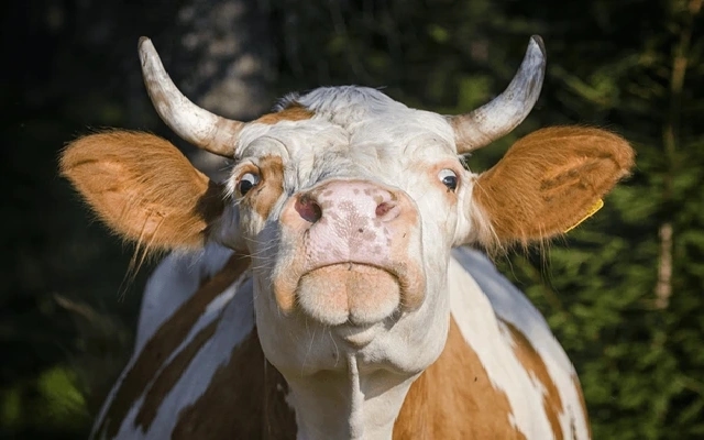 Senior Citizen Dies After Being Hit by Stray Cattle in Gadag - News Karnataka
