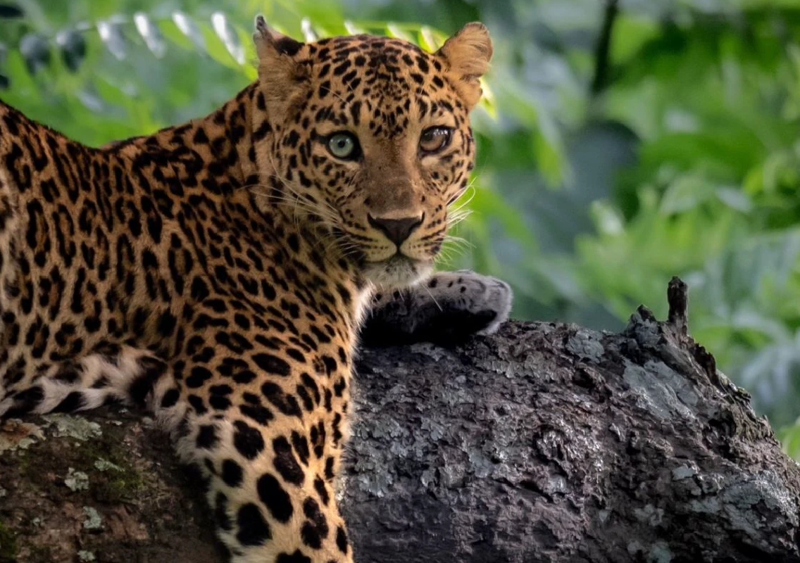Rare Leopard with Heterochromia Spotted in Bandipur Tiger Reserve - News Karnataka