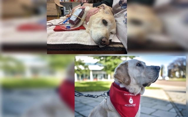 Acts of Kindness: Dog Donates Blood to Save a Fellow Canine - News Karnataka