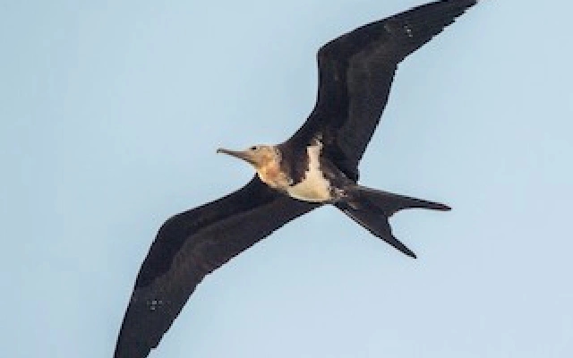 Rare Lesser Frigatebird Sighting Marks Third Record in Karnataka - News Karnataka