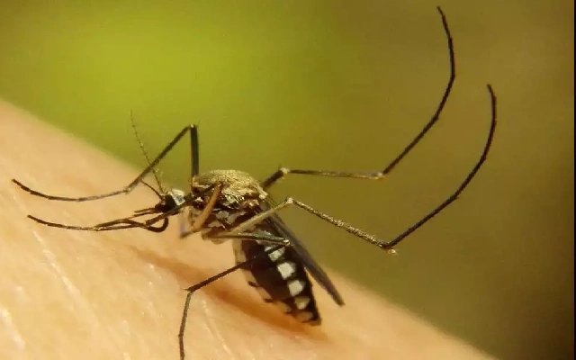 Malaria Outbreak Hits Tribal Villages in Bijapur District, Over 2000 Infected - News Karnataka