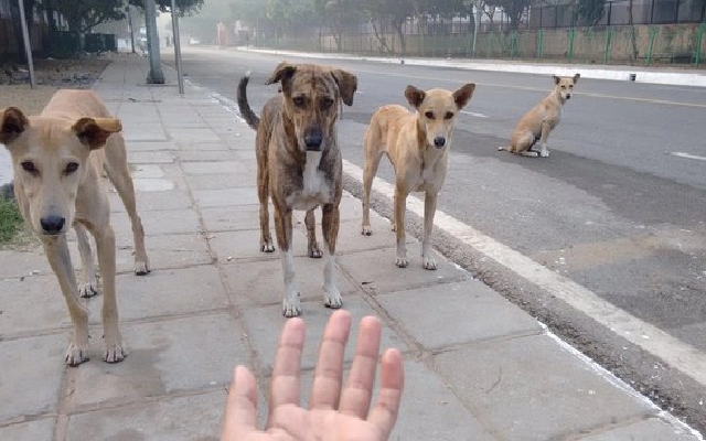 Mysuru Faces Hurdles in Stray Dog Sterilisation Efforts - News Karnataka