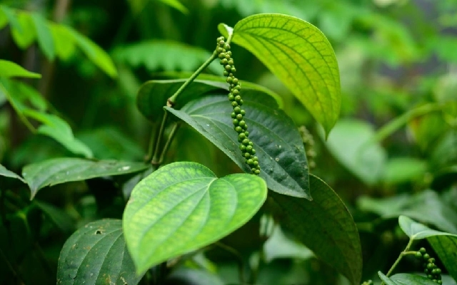 Progressive Farmer Suresh Balnadu Innovates in Pepper Cultivation - News Karnataka