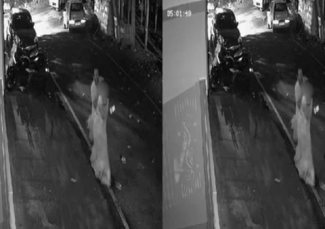 Bengaluru Woman Molested During Morning Walk And Cab Driver Arrested - News Karnataka