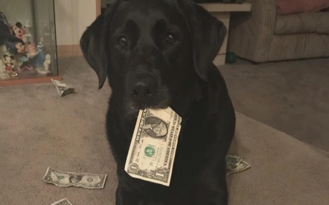 Thieves Steal Gold, Cash, and Pet Dog in Agari Break-In - News Karnataka